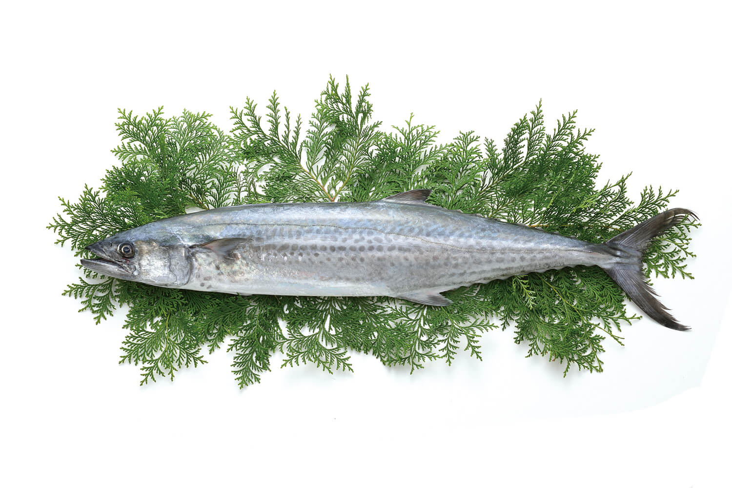 サワラ - 讃岐の食 - 香川県産農畜水産物応援ポータルサイト
