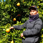 フジカワ果樹園