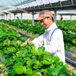 空浮ストロベリーガーデン