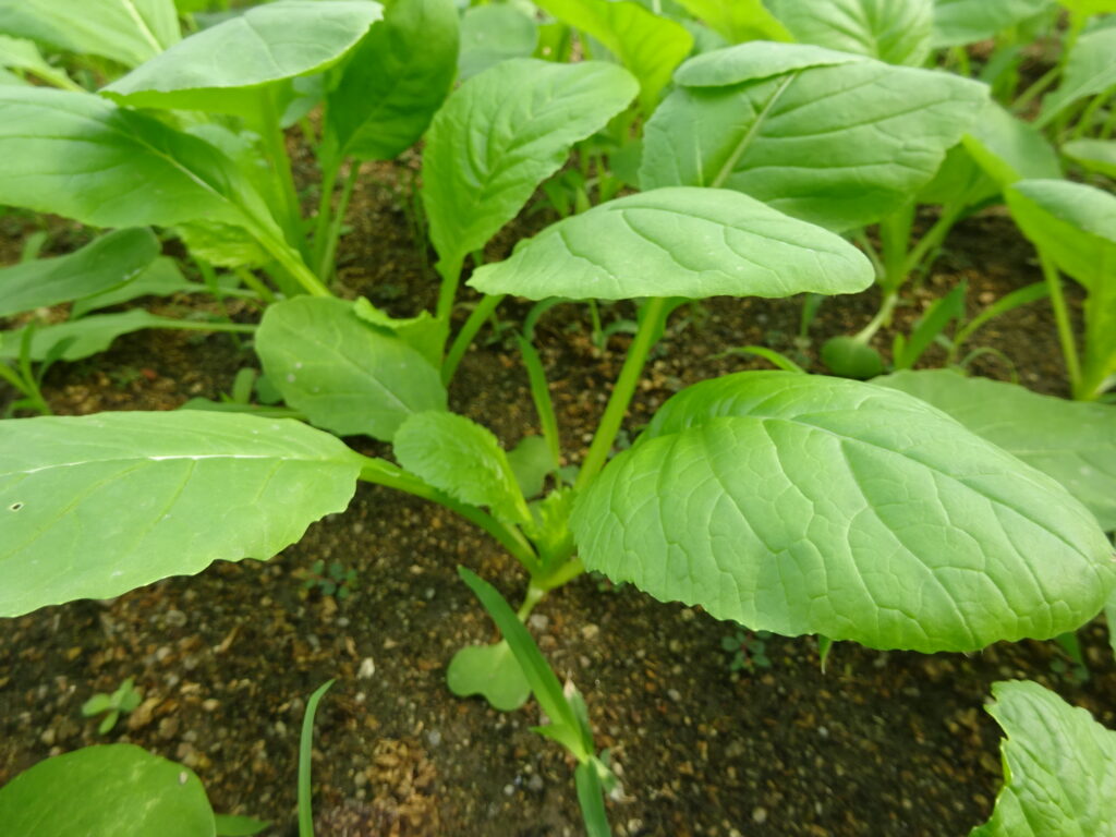 皆に食べてほしい県オリジナル野菜「食べて菜」
