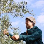 三豊オリーブ株式会社