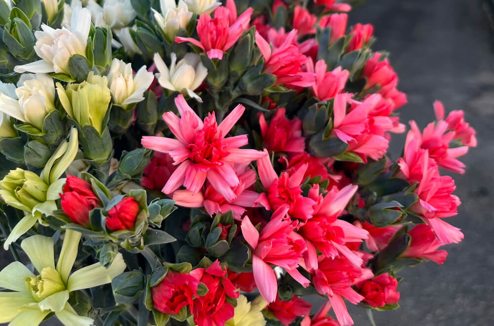 カーネーション 日持ちの良さも魅力 愛らしい姿と豊富な花色で親しまれる花 讃岐の食