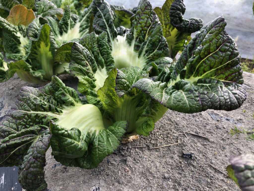 ～香川の冬を代表する伝統野菜～