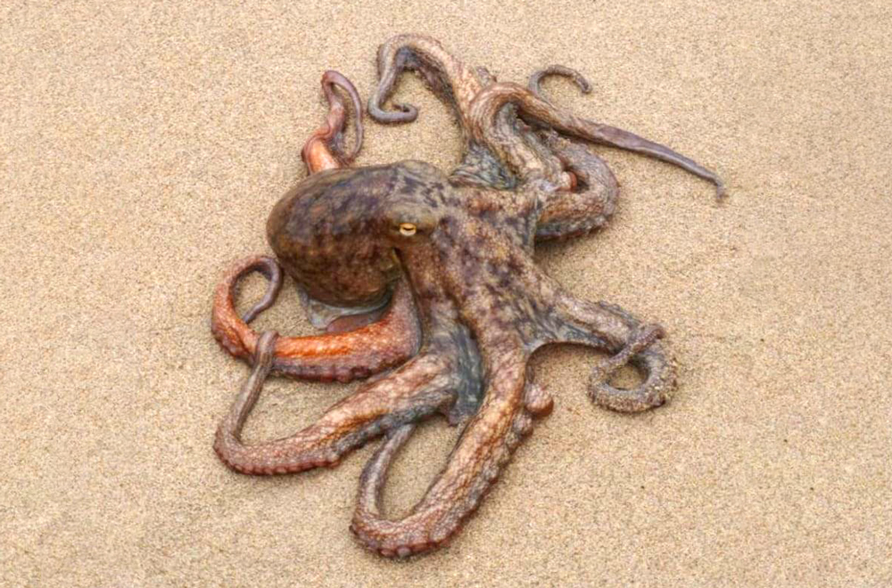 マダコ 瀬戸内特有のたこつぼなわ漁で捕まえる歯応え抜群のマダコ 讃岐の食 香川県産農畜水産物応援ポータルサイト