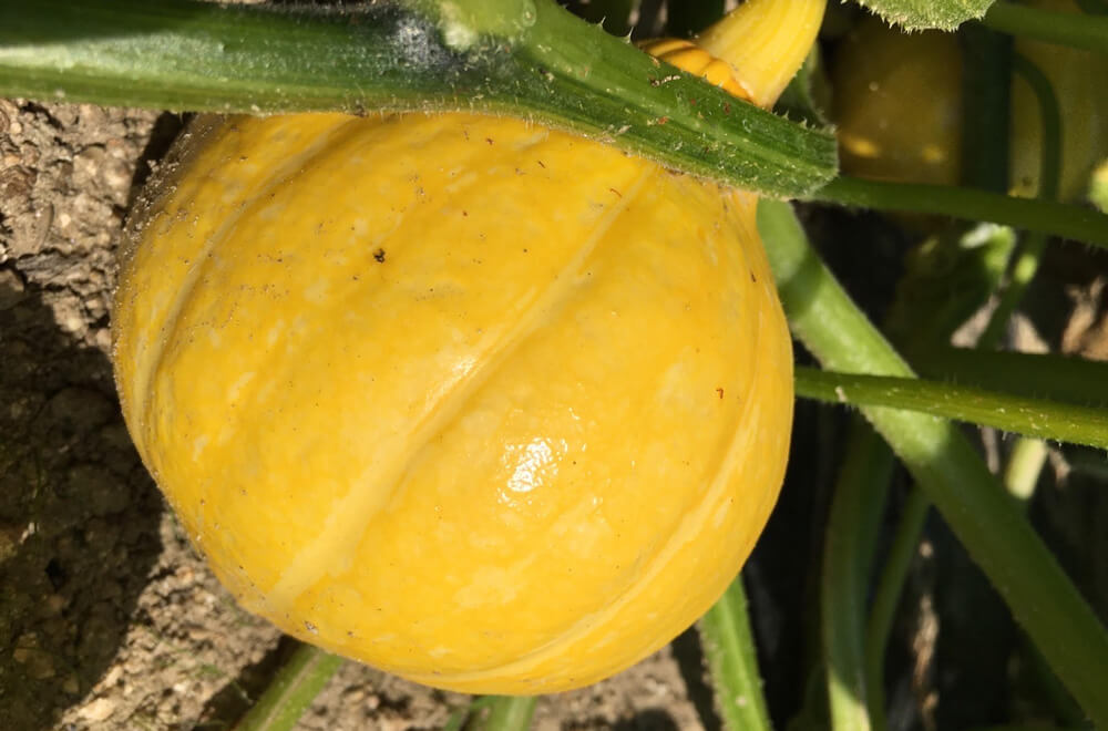 お野菜セット】旬を届けるおまかせ野菜セット - 讃岐の食