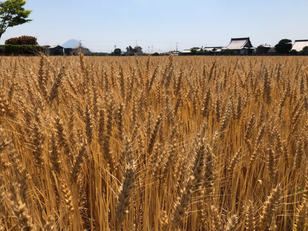 生まれも育ちも香川県！地元のたくさんの方に支えられている小麦「さぬきの夢」
